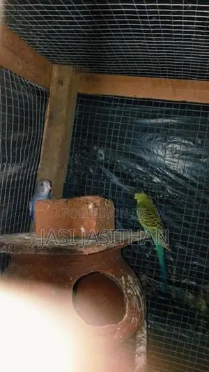 Love Birds