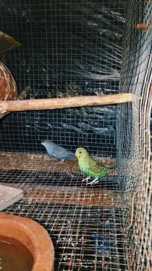Love Birds