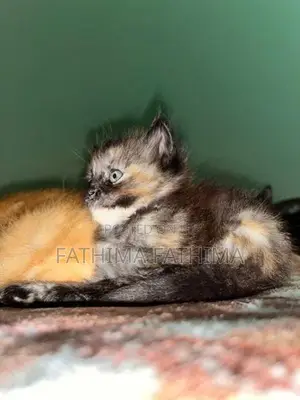 Persian Cat