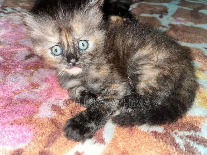 Persian Cat