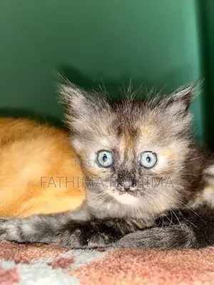 Persian Cat