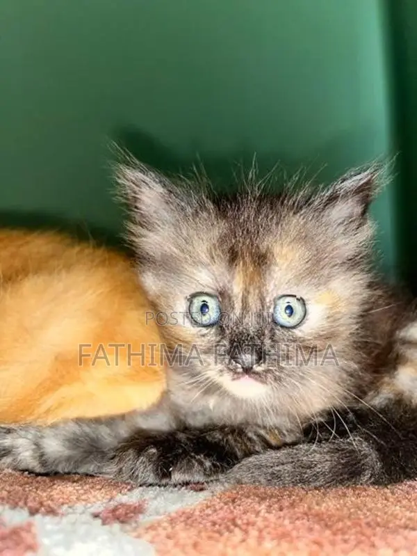 Persian Cat