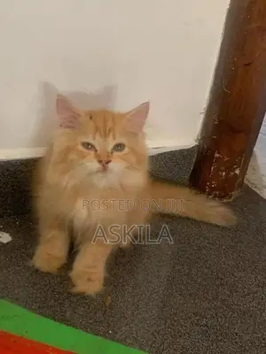 Persian Cat / Kitten