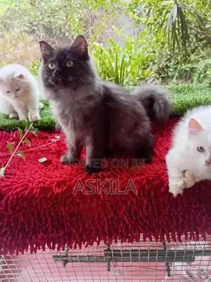 Persian Cat / Kitten