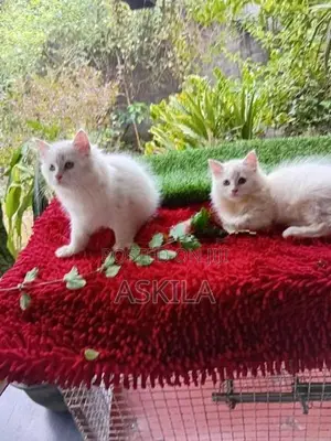 Persian Cat / Kitten