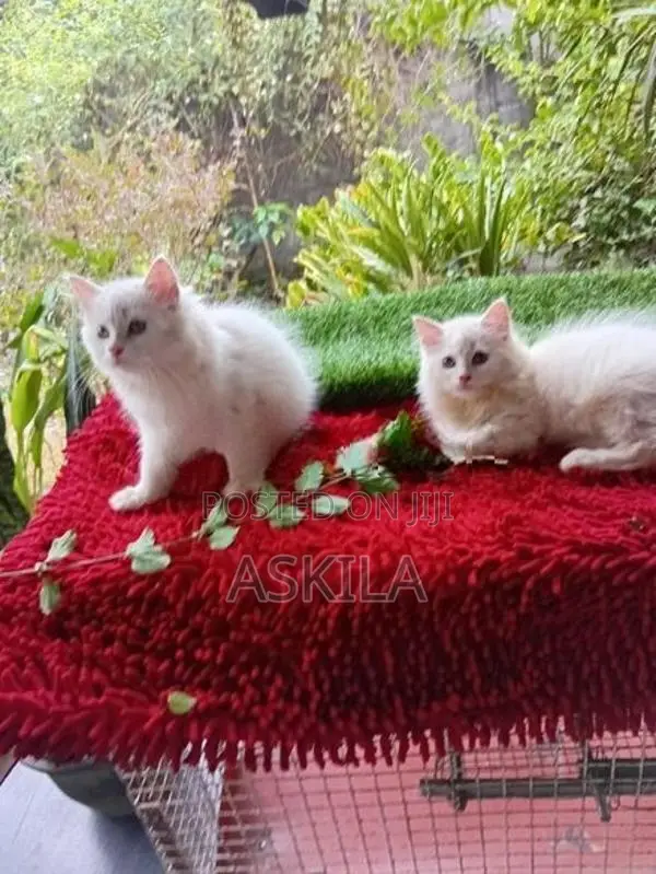 Persian Cat / Kitten