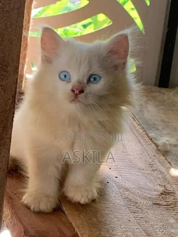 Persian Cat / Kitten