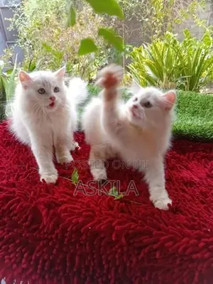 Persian Cat / Kitten