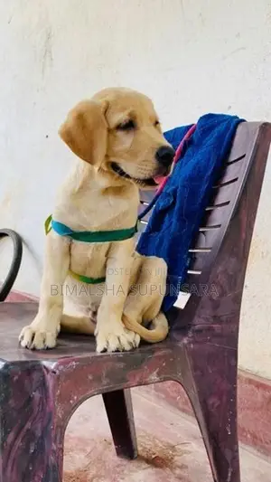 Puppy