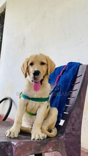 Puppy