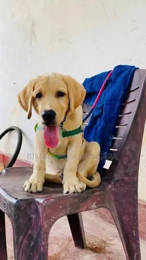 Puppy