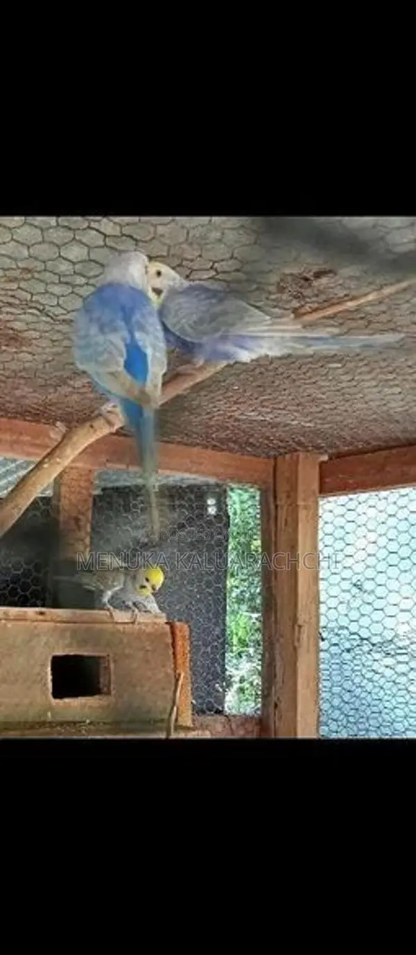 Rainbow Love Birds