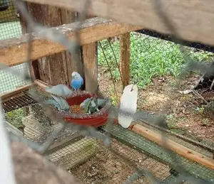 Rainbow Love Birds