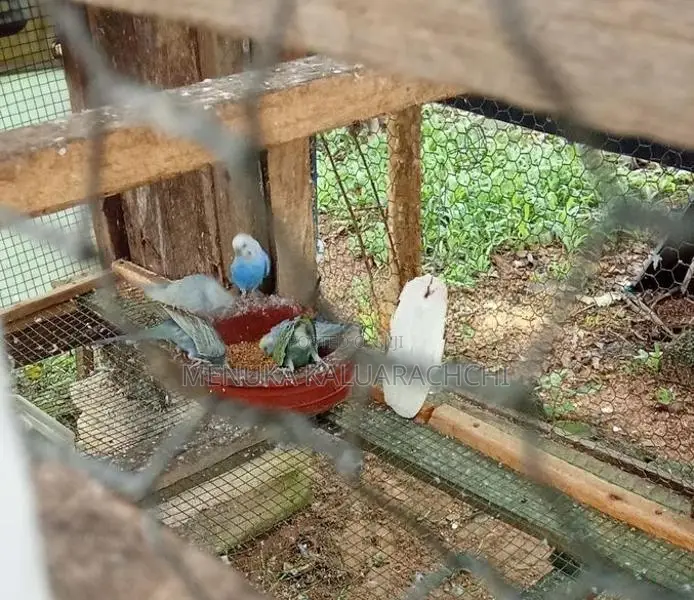 Rainbow Love Birds