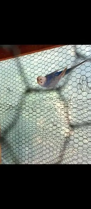 Rainbow Love Birds
