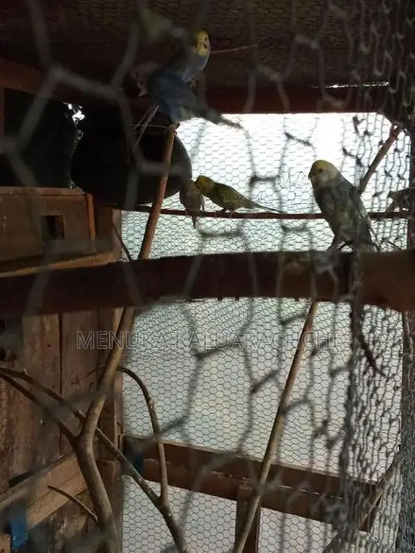 Rainbow Love Birds