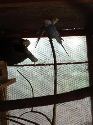 Rainbow Love Birds