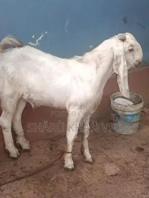 Kedai Goat