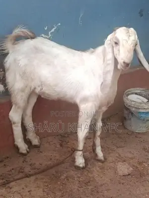 Kedai Goat