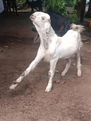 Kedai Goat