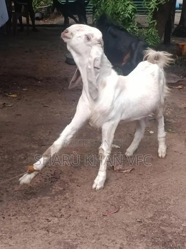 Kedai Goat