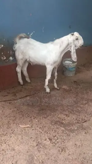 Kedai Goat