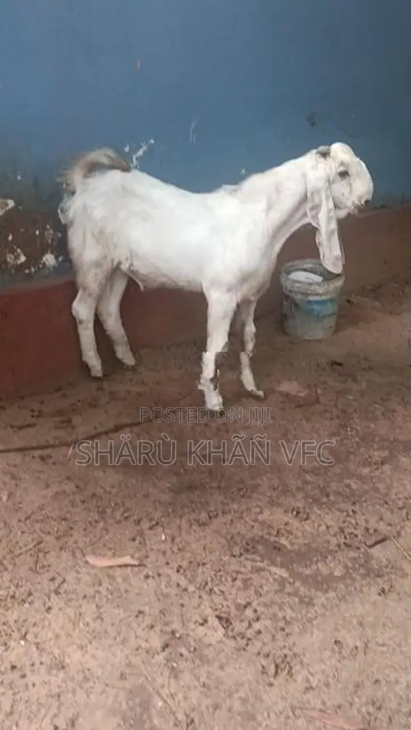 Kedai Goat