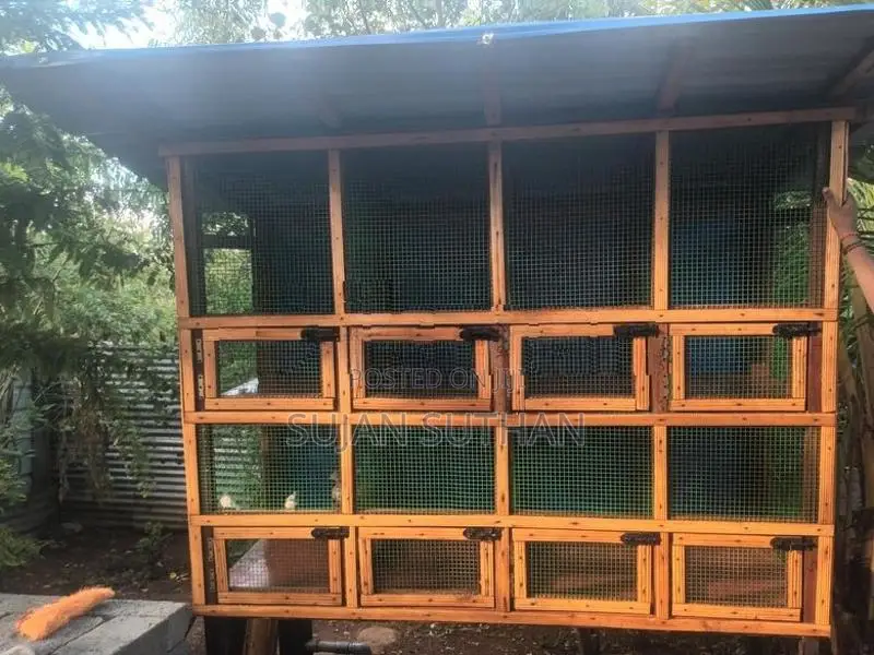Birds Cage