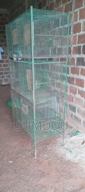 Bird Cages