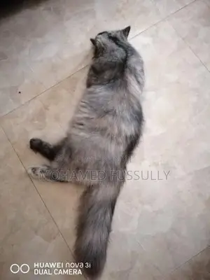 Persian Cat