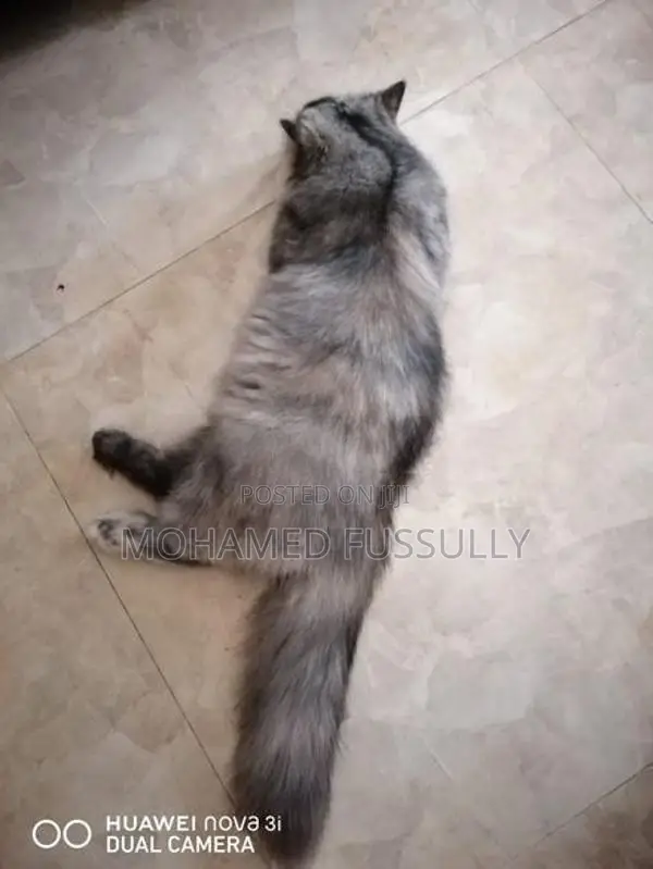 Persian Cat