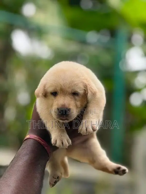 Labrador Puppies