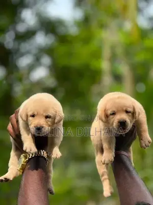 Labrador Puppies