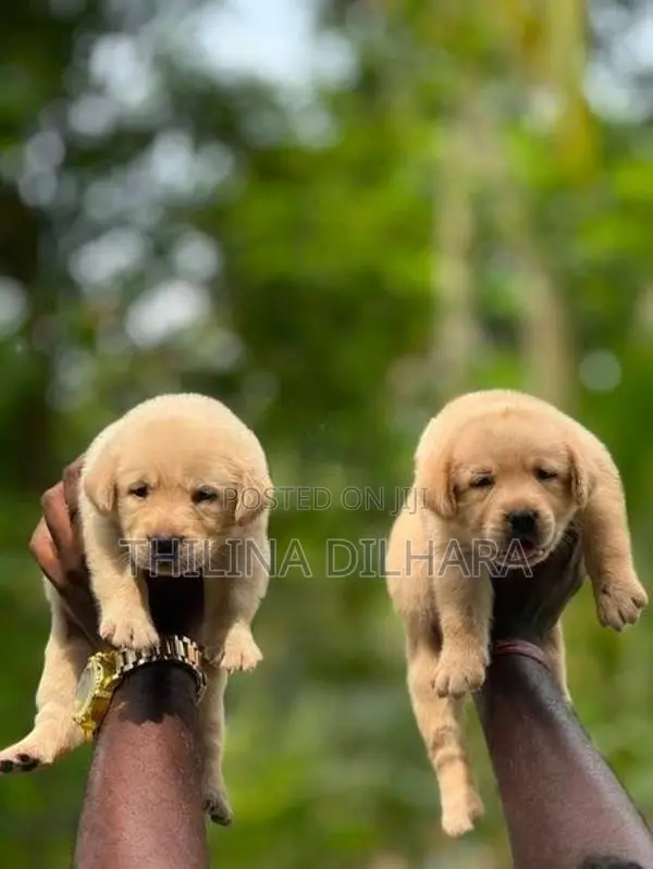 Labrador Puppies
