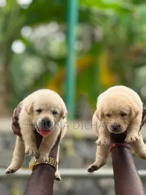 Labrador Puppies