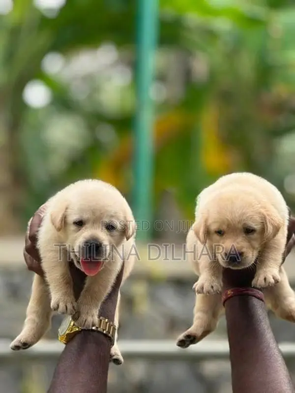 Labrador Puppies