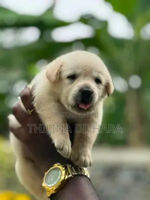 Labrador Puppies