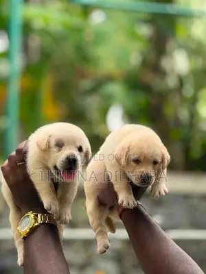 Labrador Puppies
