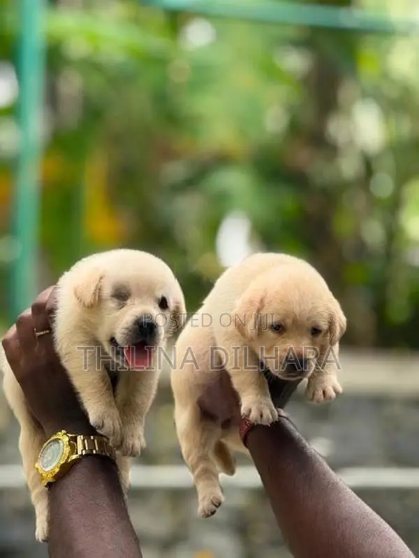Labrador Puppies