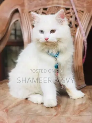 Double Eyed Persian Female Cat