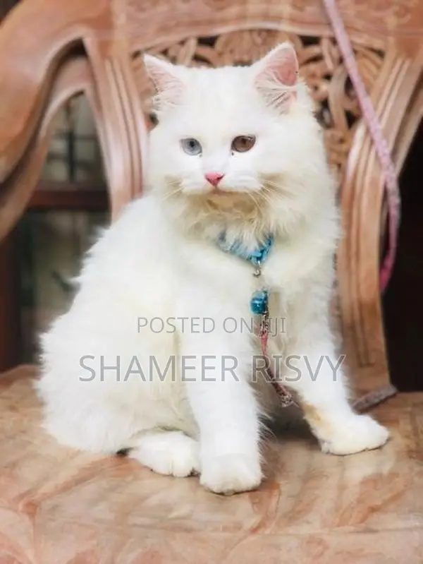 Double Eyed Persian Female Cat