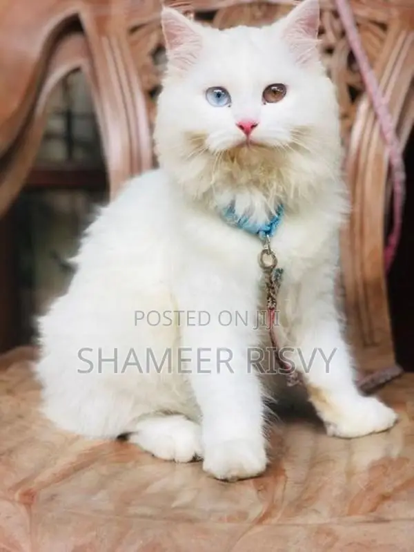 Double Eyed Persian Female Cat