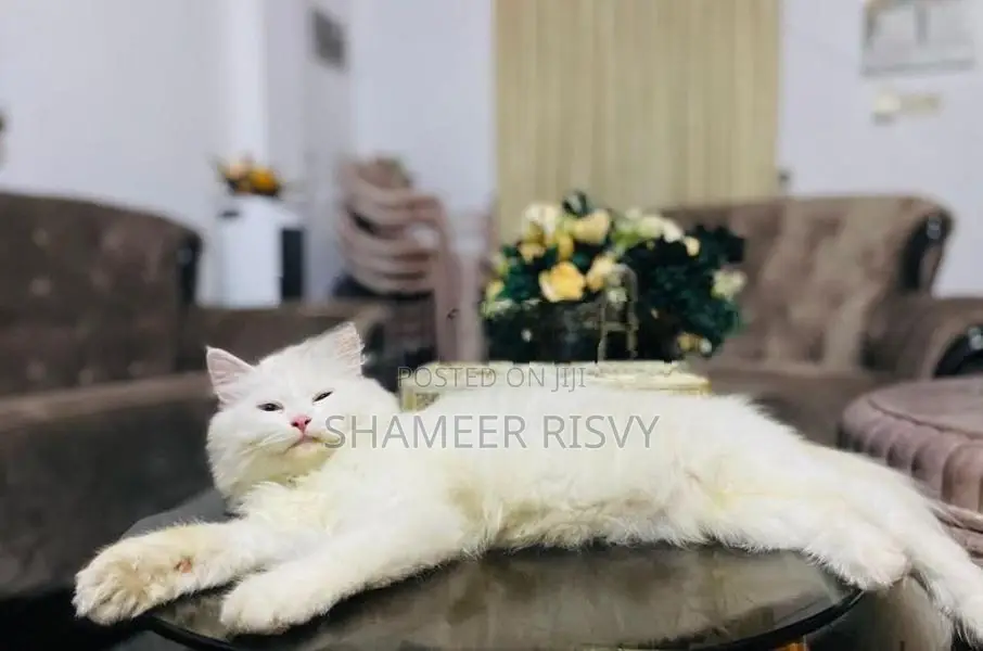 Double Eyed Persian Female Cat