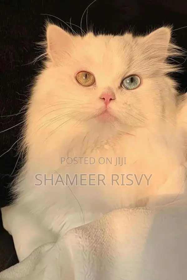 Double Eyed Persian Female Cat