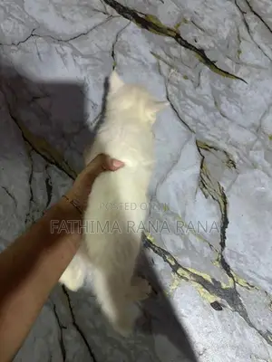 Persian Kitten