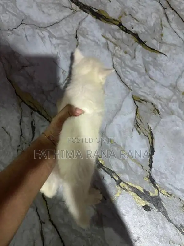 Persian Kitten