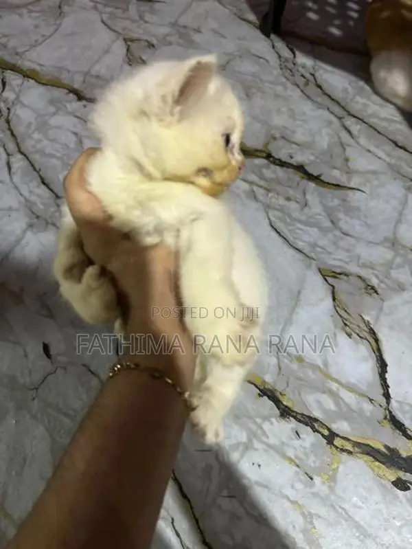 Persian Kitten