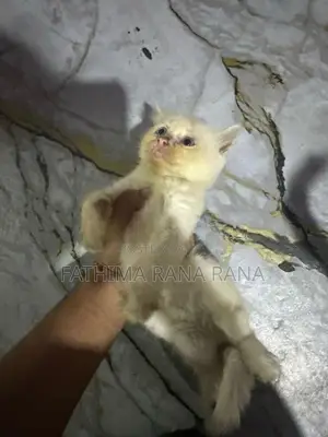 Persian Kitten