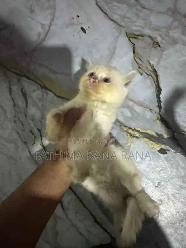Persian Kitten
