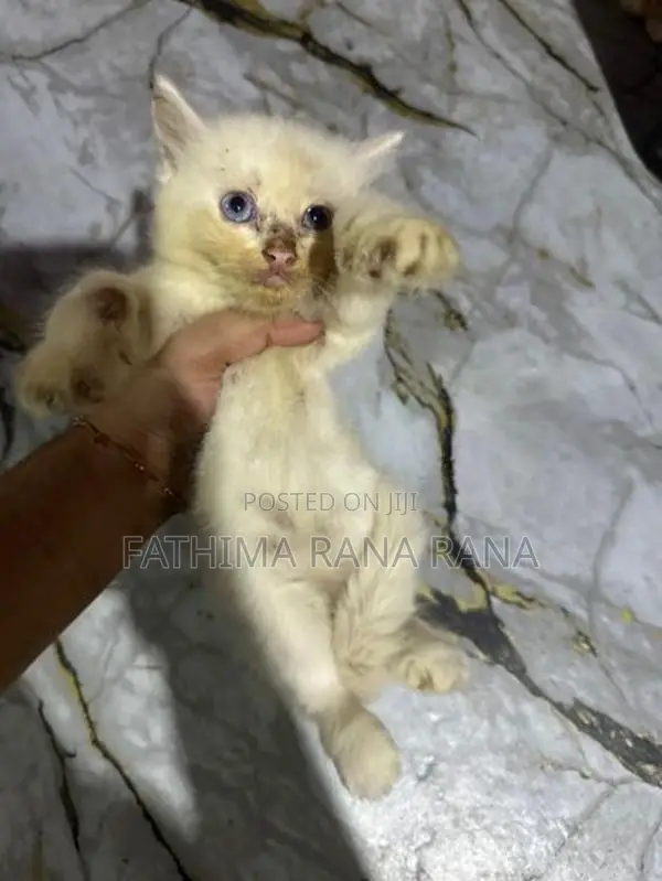 Persian Kitten